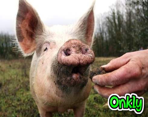 hunt for crypto-truffles